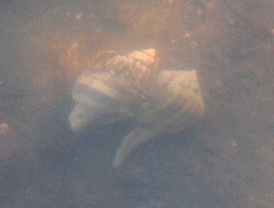 [Two large shells touch each other and are aligned in the image from upper right to lower left. The shell on the right is widest just below the top and tapers to a thin point at the bottom. The top also tapers to a point, but it's a wide taper whereas the bottom is a very thin taper. It appear to be a white shell with brown stripes going from top to bottom. The shell on the left is shorter overall. It seems to have its widest point at a lower section than the shell on the right. It might also have tapered to a point at the bottom, but it appears the bottom section is no longer there. This appears to be a white shell with grey stripes going around the shell (the direction perpendicular to the stripes on the other shell).]